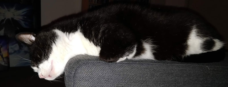black and white cat sleeping on sofa