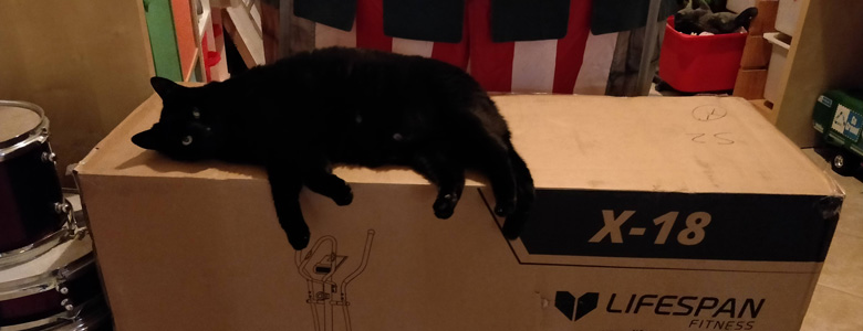 cat on a box